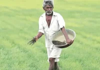 शिवराज सरकार में अन्नदाता भी नहीं खुश, किसानों को सता रहा है फसलों के वायरस का डर